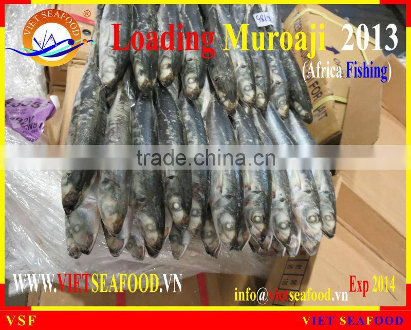 LOADING MUROAJI FOR TUNA BAIT