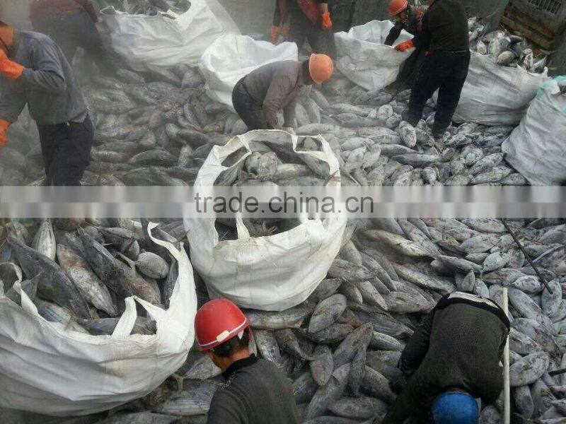 Brine frozen Skip Jack tuna whole round on board