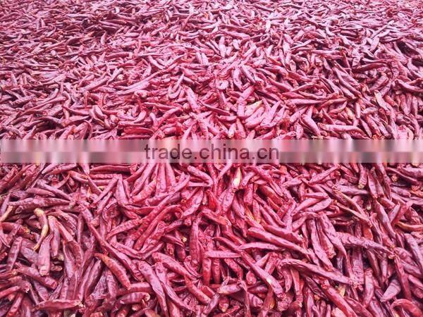 indian dry red chilli