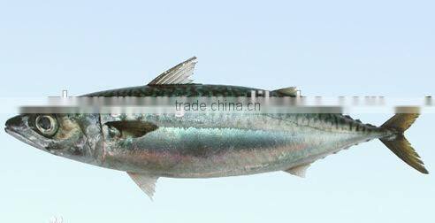 spain 155g canned mackerel fish in tomato sauce(ZNMT0069)