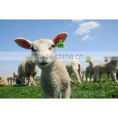 cattle/sheep/pig ear tag