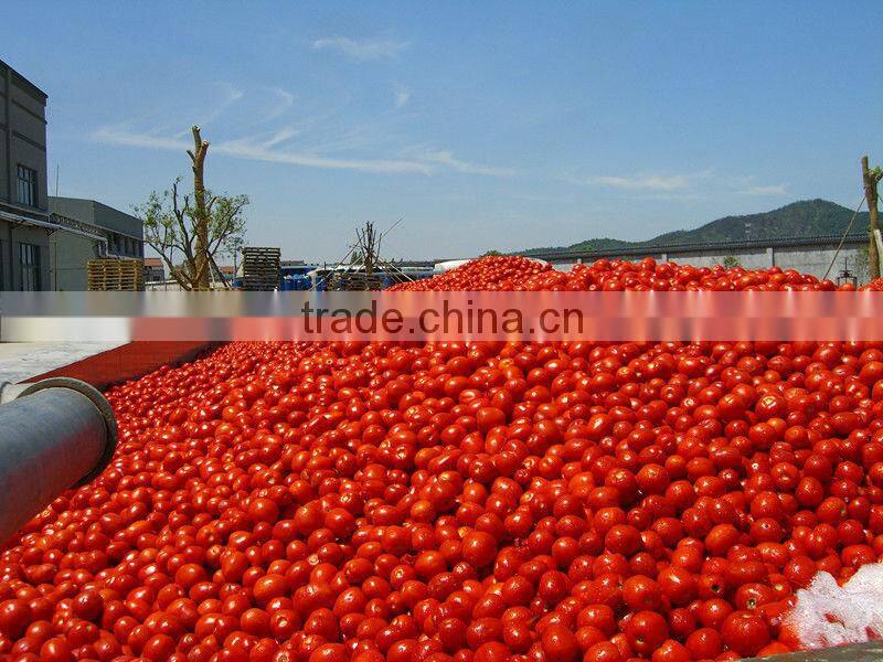400g double concentrated canned tomato paste