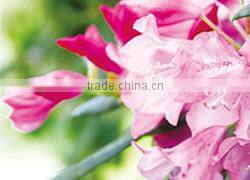 MORITAYA Rhododendron Flower Yeast Soy Milk Isoflavone and Vitamin E Anti Aging Soap