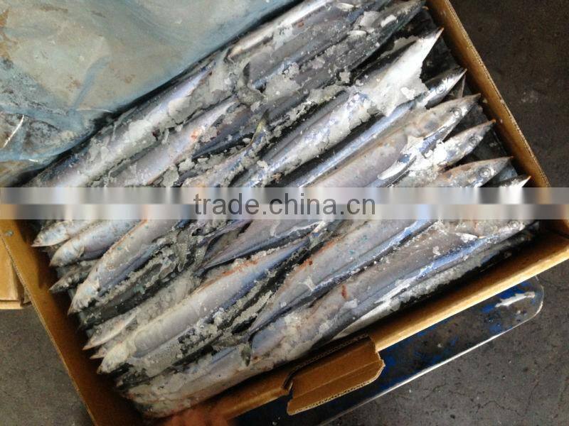 W/R Frozen pacific Saury