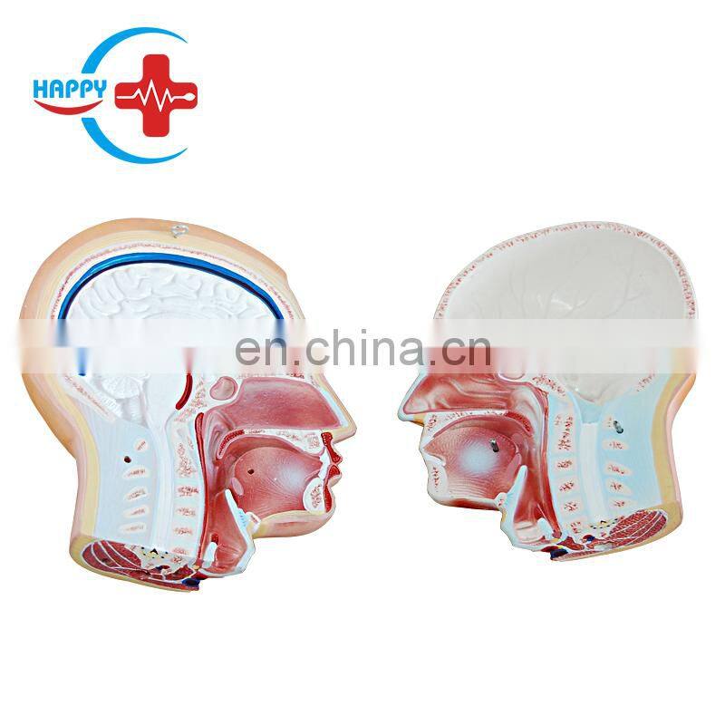 HC-S239 Hot Sale Medical Science Male Trunk Model/Male Model 85CM Male Torso Model with 19 pieces