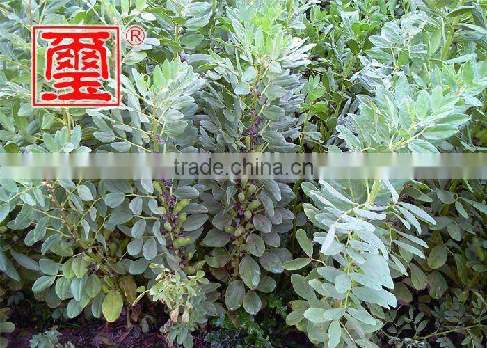 Fried broad beans (Kosher)