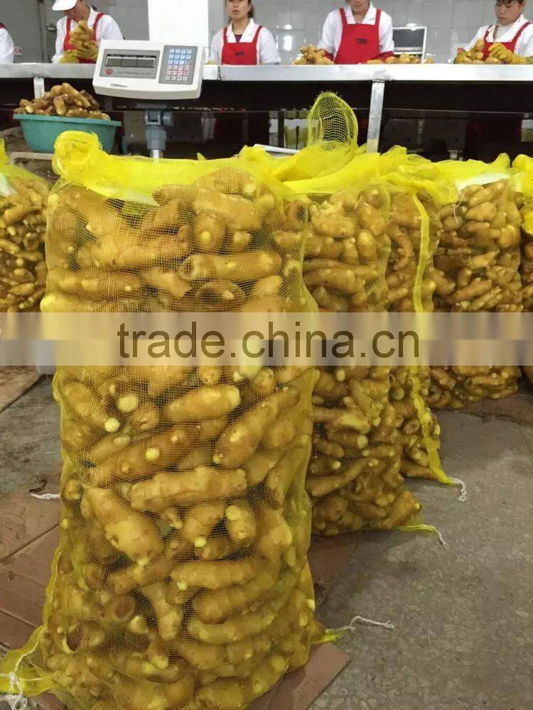 China new fresh ginger