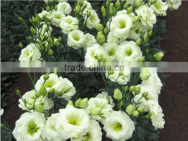 Sale Lisianthus flower seeds Eustoma grandiflorum seeds for planting