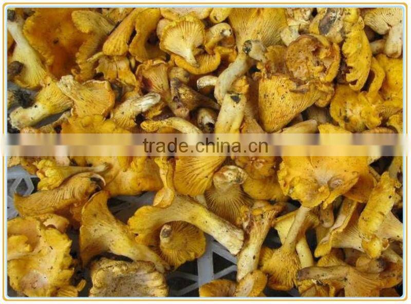organic dried cantharellus cibarius mushroom