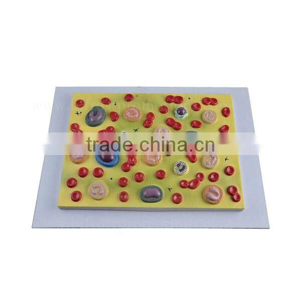 Human Body Anatomy Biological Teaching Aids Blood Cells Model