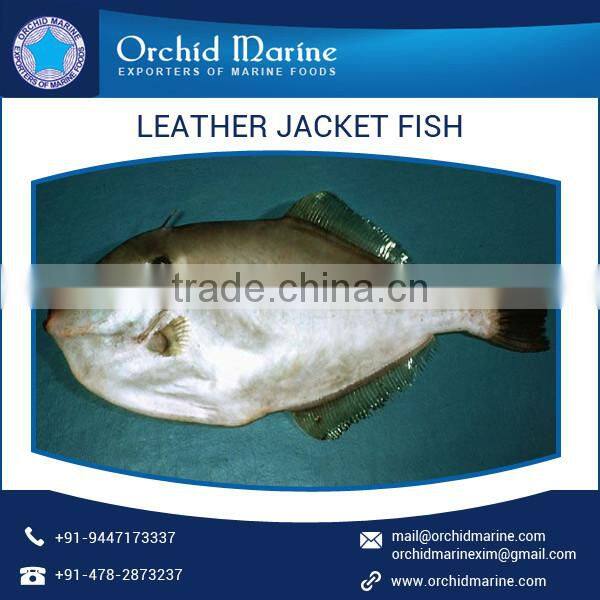 High Protein Long Shelf Life Fresh Leather Jacket Fish