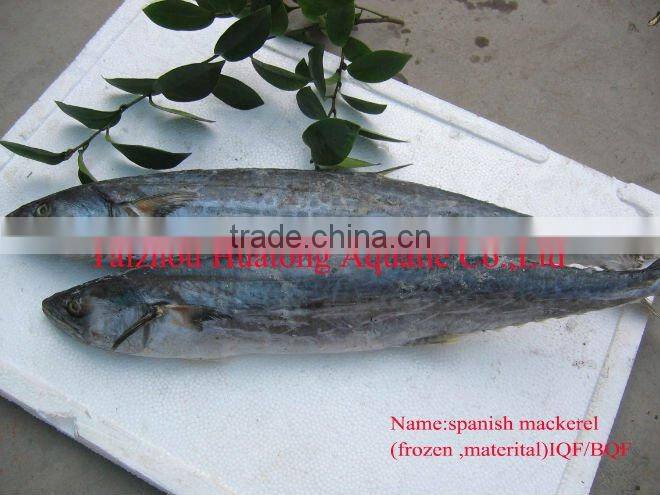 frozen mackerel Spanish Mackerel