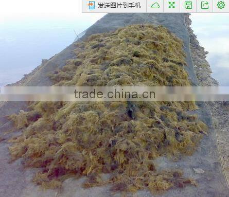 Sell Gracilaria, Euchema Spinosum And Cottoni Seaweeds