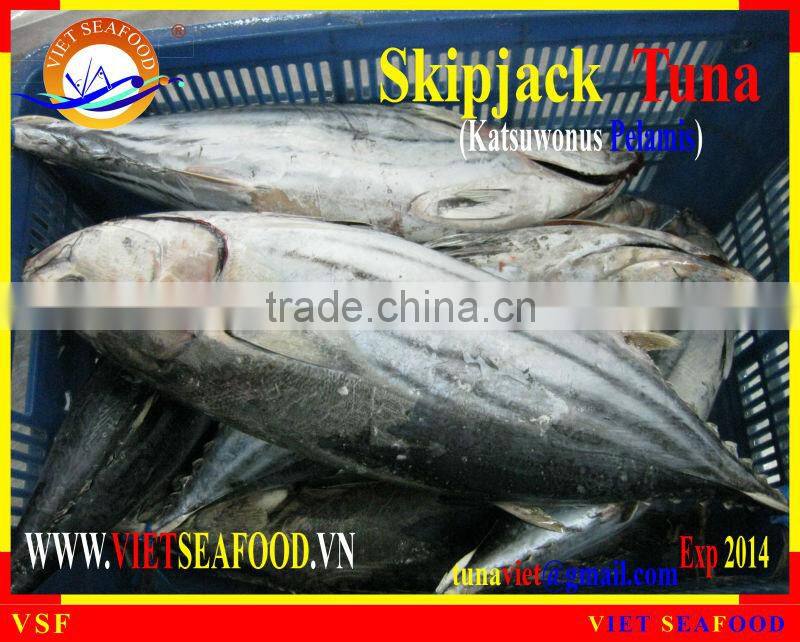 FROZEN WHOLE ROUND SKIPJACK TUNA