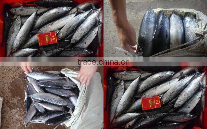 frozen bonito 100-200g (BQF)