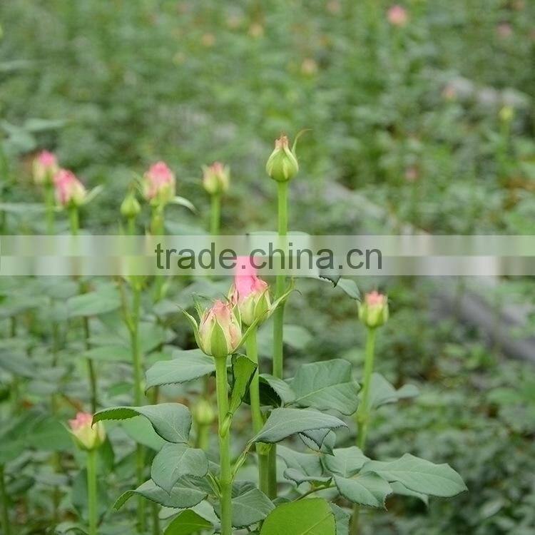 New best sell violet purple plant