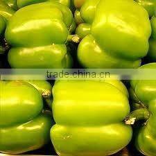 Oleoresin Capsicum