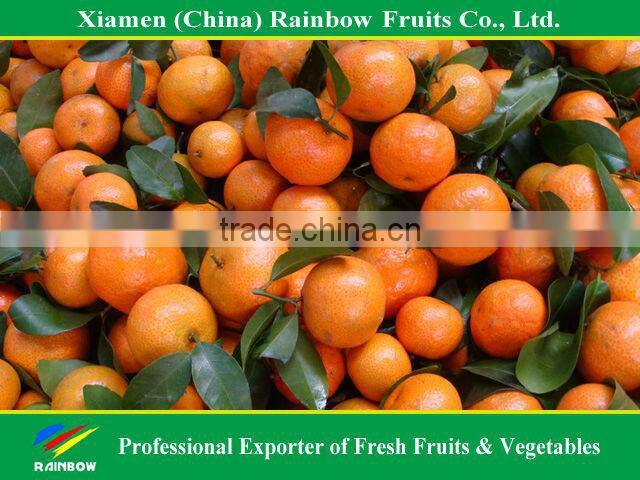 Fresh satsuma mandarin