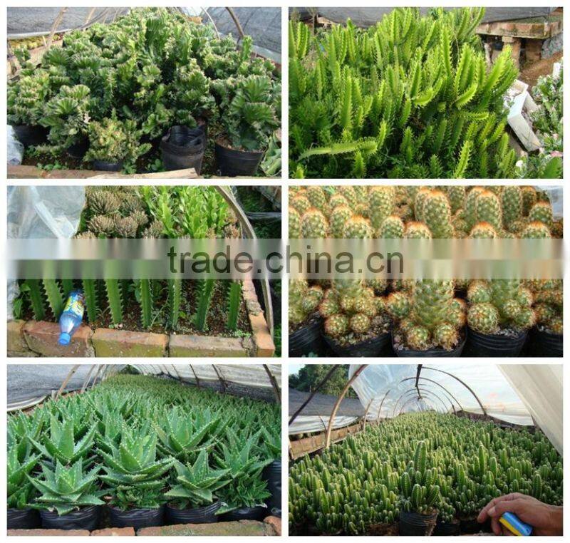 mini small big size multi color outdoor indoor cactus bonsai