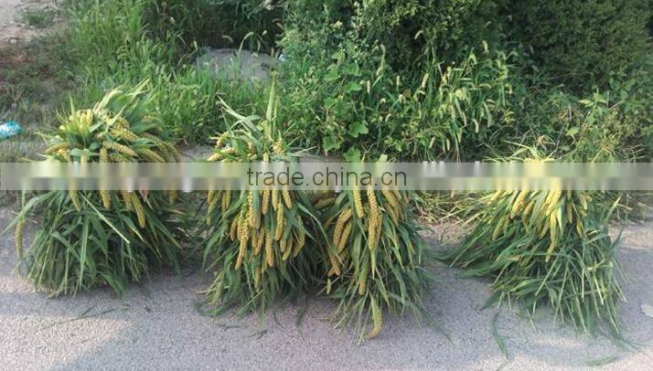 Factory offer reed reaper binder