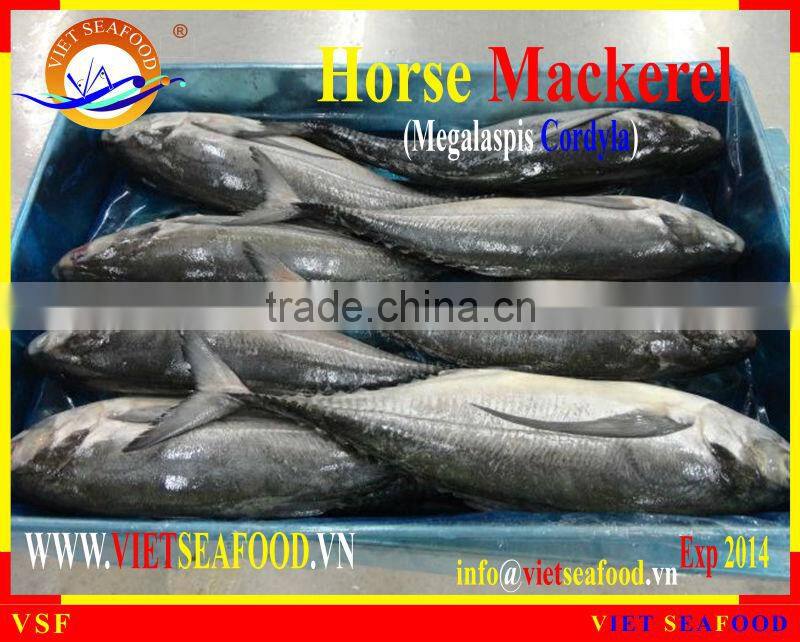 W/R FROZEN HORSE MACKEREL