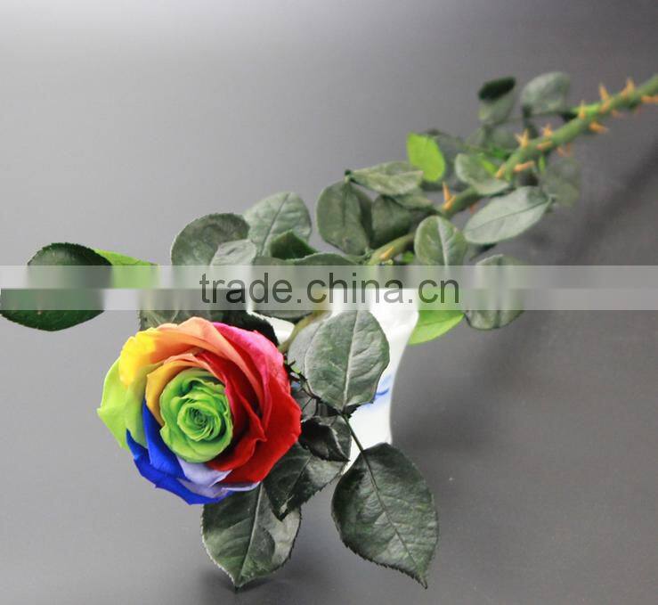 Wholesale Natural Multi Colors Long Time Saving Preserved Fresh Flower Rose With Long Stem