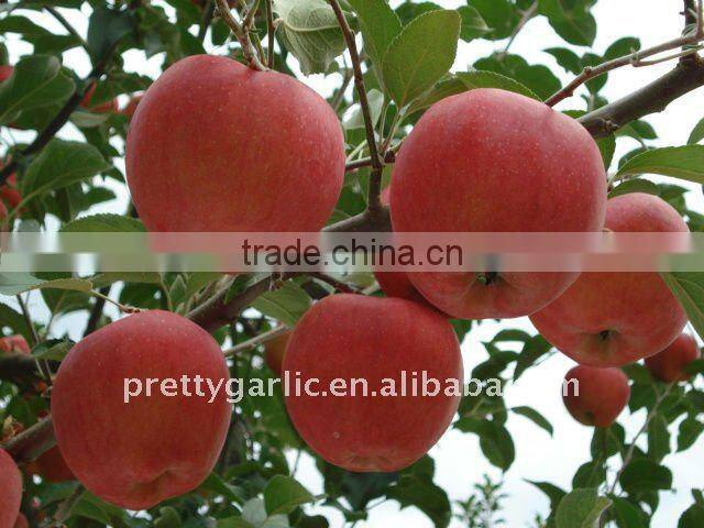 red Fuji apple 2011 crop