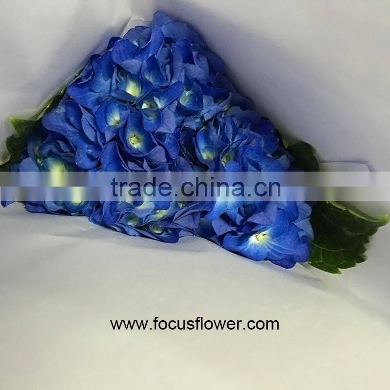 Beauty High Quality Hydrangea Fresh Flower Global Distribution