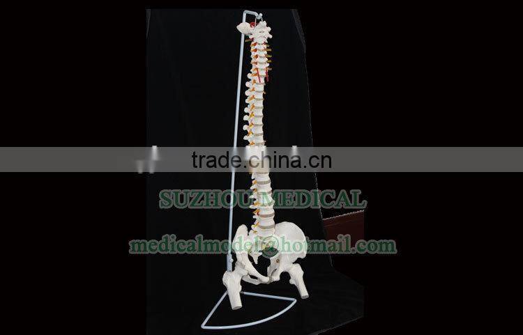 Life-size Vertebral column with pelvis pelvis and femur heads