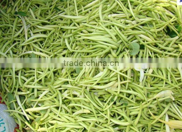 GMP Factory Supply Natural Japanese Honeysuckle Flower Bud Extract