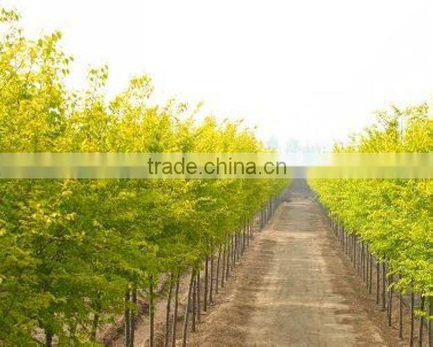 Ulmus pumila L. seedling