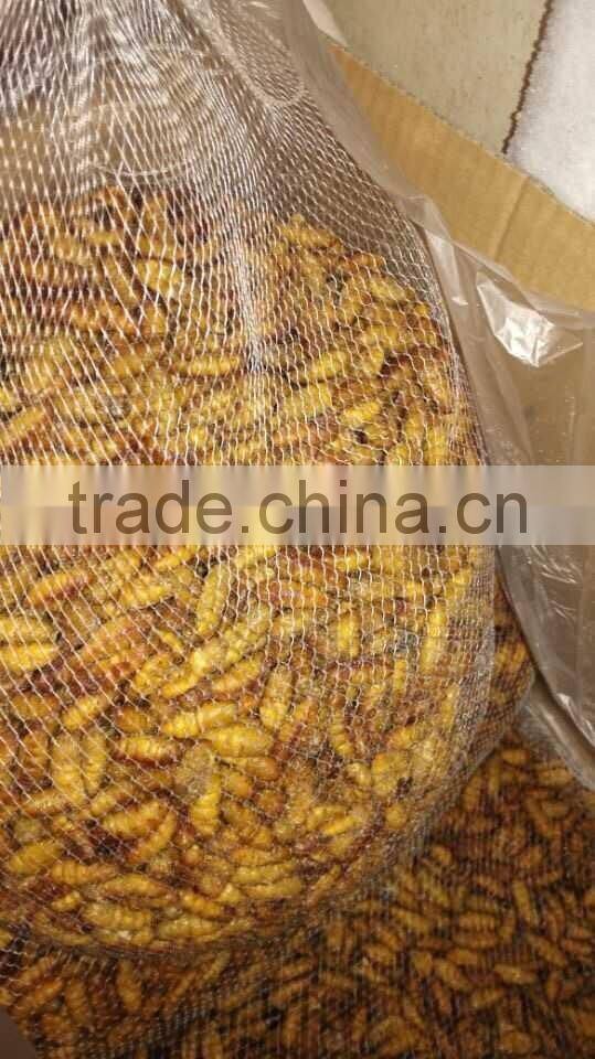 Food Of Human Frozen Silkworm Chrysalis