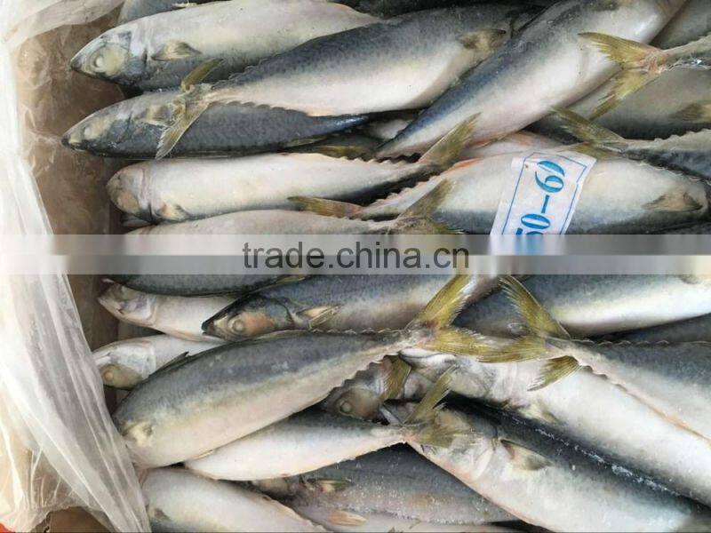 frozen fish pacific mackerel
