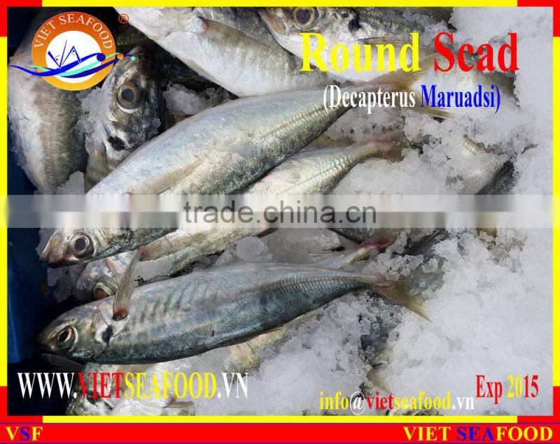 FROZEN MARUADSI WHOLE ROUND (ROUND SCAD)