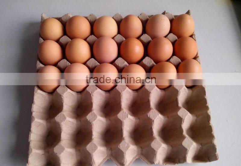CE and waste paper as material for egg tray production line