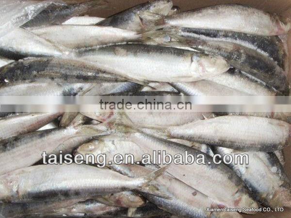 Frozen Canned Sardines Fish
