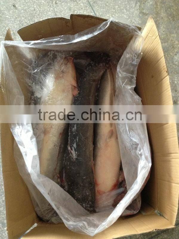 Frozen catfish whole round from catfish fish farm