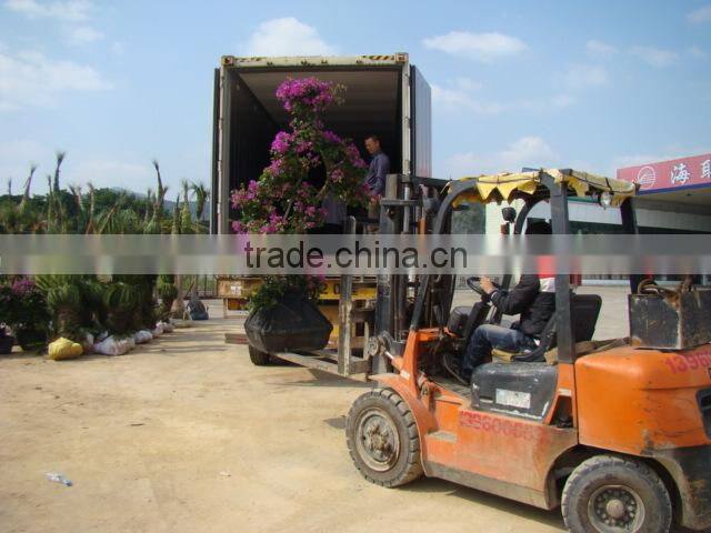 small medium big size multicolor blooming Bougainvillea spectabilis Willd of decorative ornamental outdoor indoor bonsai plants