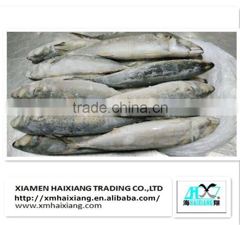 Frozen pacific mackerel fish in high quality for sale(600g+)