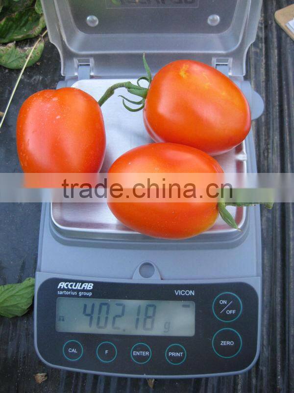Marina F1 (PELLETED) Hybrid Tomato Seeds