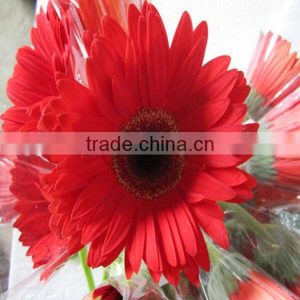wholesale fresh gerbera flower with high quality