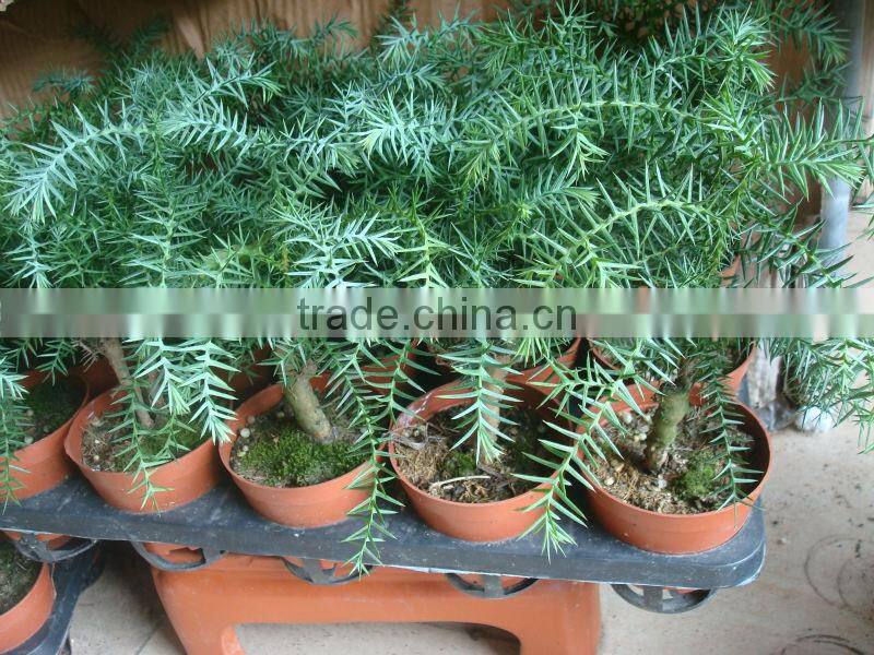 Dwafted indoor bonsai / plants -Araucaria heterophylla