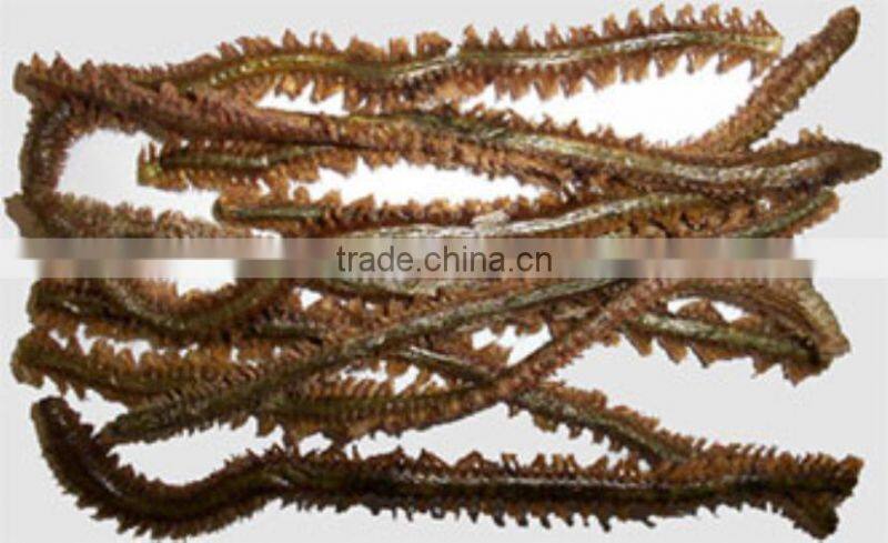 High quality fish food Freeze dried polychaete