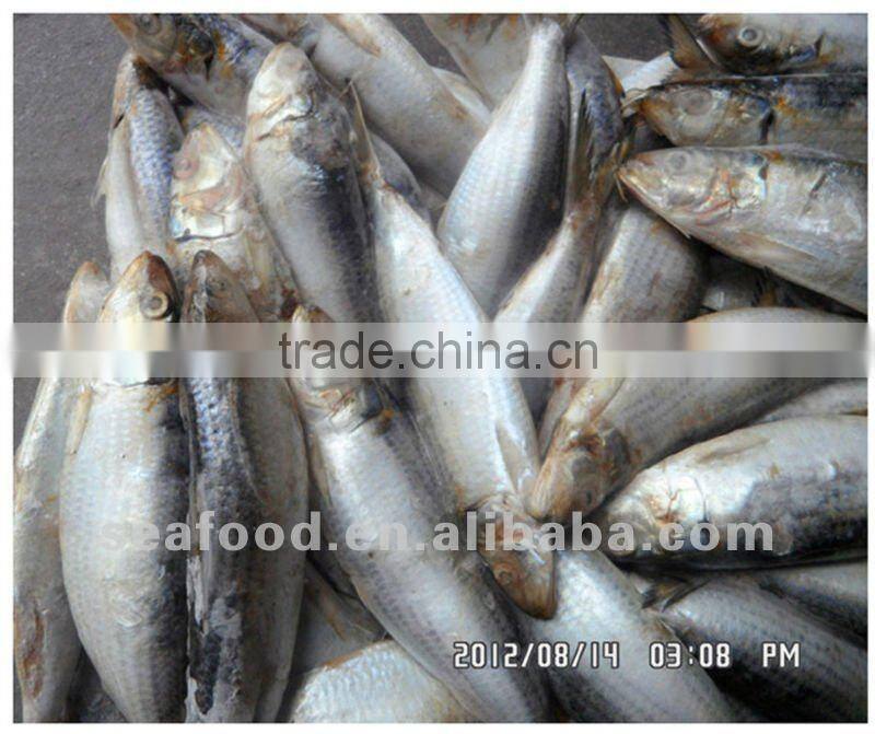 Whole round Sardine,New Arrivals