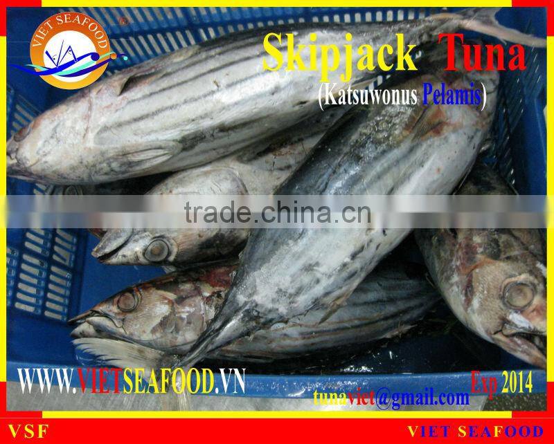 FROZEN W/R SKIPJACK TUNA