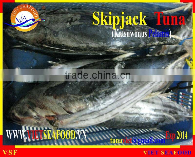 FROZEN SKIPJACK TUNA W/R