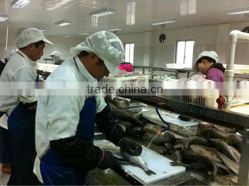 frozen fresh sardine