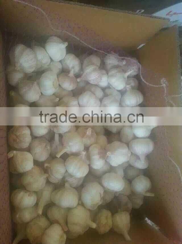 fresh white garlic 55-60cm oganic fresh garlic