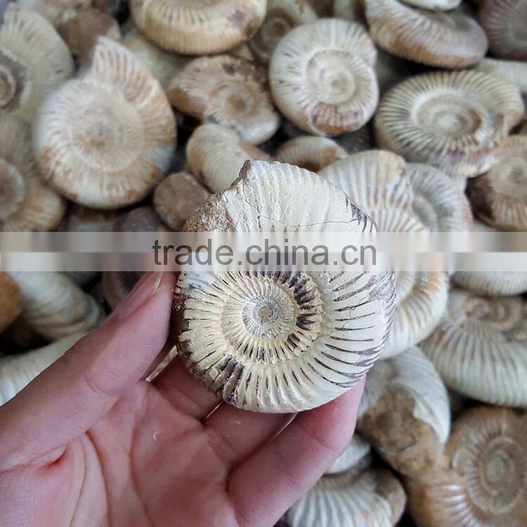 Natural Snail Fossils Ammonite Fossils for Wholesale