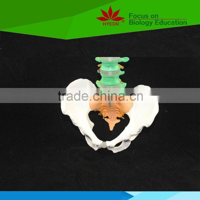 High quality Flexible spinal column with colour coded regions